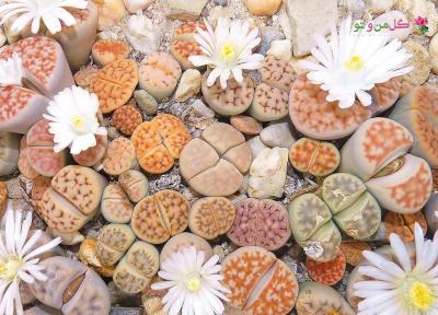 کدام سنگ ها در خانه به گل تبدیل می شوند؟