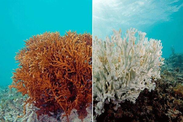 سفیدشدگی 90 درصد مرجان های خلیج فارس