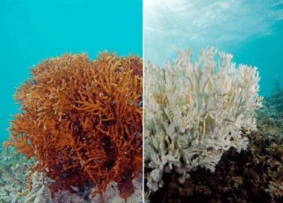 سفیدشدگی 90 درصد مرجان های خلیج فارس