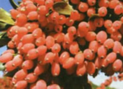 زرشک، ترش اما مقوی