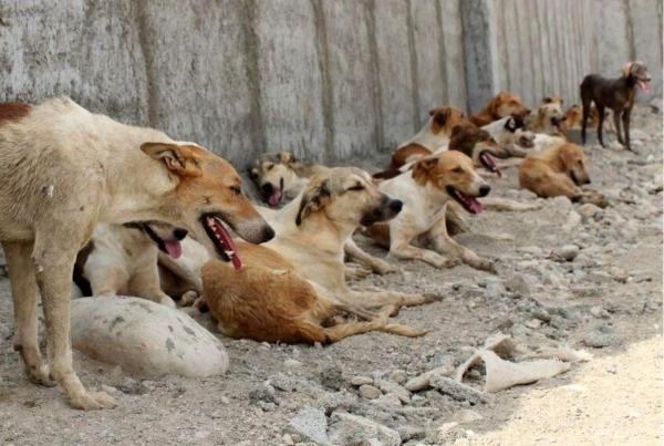 سگ های با پلاک شهرداری از اول سال بیش از 4هزار نفر را گاز گرفته اند