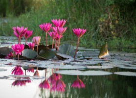 دریاچه نیلوفر قرمز